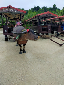 竹富島 水牛車観光